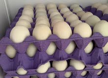 free range duck eggs and chiken eggs