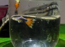 gappy male and female gappy male and female