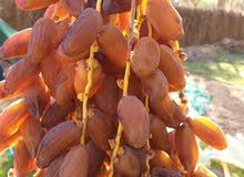 تمور ممتازة تمور ممتازة