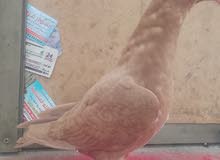 اول اشي نبدا بصلاة ع النبي اللهم صل على سيدنا محمد