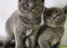 British and scottish kittens for sale