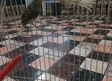 الكناريات مزاوجات الفحل فول الفول الكناريات مزاوجات الفحل فول الفول
