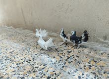 حمام زينه حمام زينه