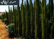 أشجار الزينه الايطاليه أشجار الزينه الايطاليه