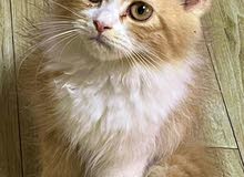 قطة شيرازية جميلة جدا وتحب اللعبShirazi cat , very beautiful and joyful