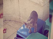 بنت روسي (russian blue) بنت روسي (russian blue)