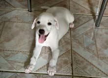 Labrador mix Labrador mix