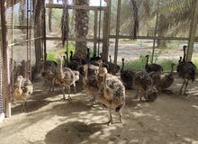 نعام أفريقي نعام أفريقي