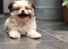 shih tzu puppy جرو شيتزو shih tzu puppy جرو شيتزو
