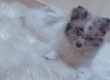 pomeranian puppyجرووبومرينيان pomeranian puppyجرووبومرينيان