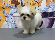 Shitzhu poodle havanese Shitzhu poodle havanese