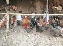 هذه هي الدجاج البيض.These are egg chickens. هذه هي الدجاج البيض.These are egg chickens.