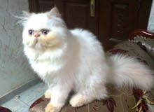 Hamalayen breed male for mating Hamalayen breed male for mating