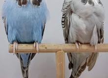 مطلوب طيور حب فحله مطلوب طيور حب فحله