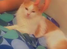 قطه شيرازي للبيع ذكر قطه شيرازي للبيع ذكر