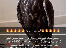 طير وكري حرار طير وكري حرار