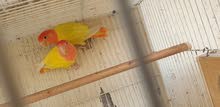 lutino red head opline breeding pair lutino red head opline breeding pair