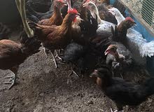 دجاج فرنسي على عربي دجاج فرنسي على عربي