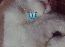 قط فحل قط فحل