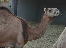 بكرة للبيع بكرة للبيع