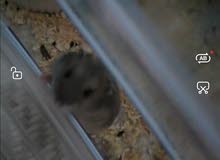 Russian hamster هامستر روسي Russian hamster هامستر روسي