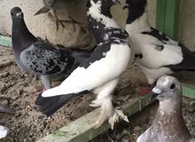 حمام زينه وزواجل للبيع كلهن شلع حمام زينه وزواجل للبيع كلهن شلع