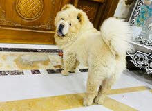 كلب جاجاو كلب جاجاو