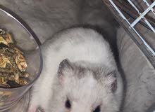 Hamster For Adoption