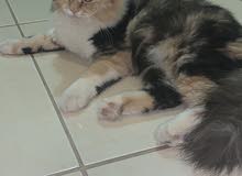 قطه شيرازيه (انثى) قطه شيرازيه (انثى)