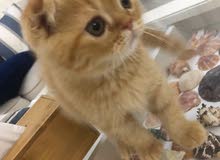 scottish fold tabby scottish fold tabby