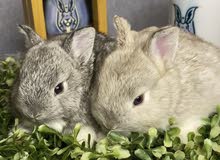 netherland dwarf rabbit netherland dwarf rabbit