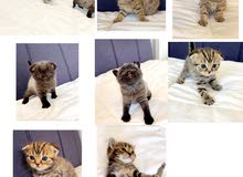Scottish Fold & Straight Kittens for Sale!! Scottish Fold & Straight Kittens for Sale!!