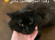 قطوه شيرازيه قطوه شيرازيه