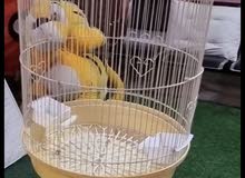 bird cage bird cage