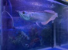 Arowana fish 50cm