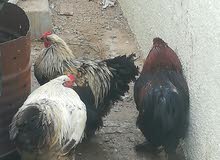 Koshamo, silky, serama, Brahma, pakistani, local, Omani, chickens. Prices check in description Koshamo, silky, serama, Brahma, pakistani, local, Omani, chickens. Prices check in description