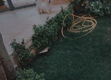 فرنش تيرير ذكر فرنش تيرير ذكر