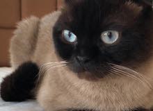 Scottish Fold Male 1year old Scottish Fold Male 1year old