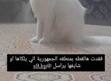 فقدان قطه فقدان قطه