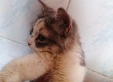 قطه اليفه قطه اليفه