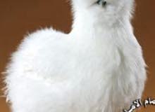 مطلوب صيصان دجاج سلكي مطلوب صيصان دجاج سلكي