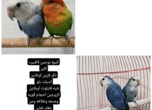 لاف بيرد لاف بيرد