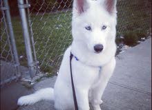 husky siberian husky siberian