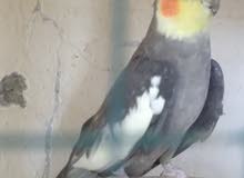 cocktail breeding male for sale cocktail breeding male for sale