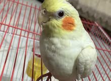 كوكتيل شكري اليف عيون حمر كوكتيل شكري اليف عيون حمر