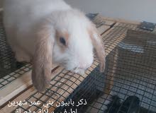 ارنب سلالة انجليزي عمر شهرين ارنب سلالة انجليزي عمر شهرين