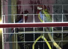 زوجين روزلا سعر الزوج 225 زوجين روزلا سعر الزوج 225