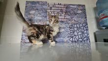 4000-20000dhs per kitten, various qualities maine coon,munchkin and scottish 4000-20000dhs per kitten, various qualities maine coon,munchkin and scottish