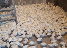 افراخ دجاج العمر 40 يوم الزوج 1500ول جمله 1000 خدمت توصيل فقط بل بصره افراخ دجاج العمر 40 يوم الزوج 1500ول جمله 1000 خدمت توصيل فقط بل بصره