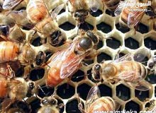 ملكات النحل الايطالي ملكات النحل الايطالي